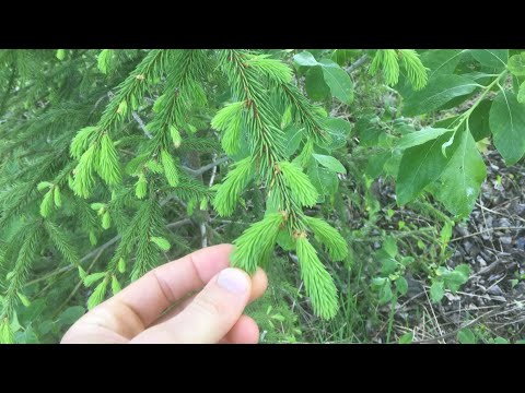 Видео: АНДРЕЙ СЧАСТЬЕ - Меня преследуют адепты фруктоедения. Фанатизм или осознанный выбор