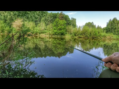 Видео: Насадил такое тесто и сразу клюнул трофей!Рыбалка у дома на поплавок!