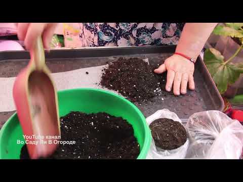 Видео: ВЕК ЖИВИ, ВЕК УЧИСЬ! Я В ВОСТОРГЕ! ЛУЧШАЯ УЛИТКА ДЛЯ РАССАДЫ В ДВА РАЗА БЫСТРЕЕ