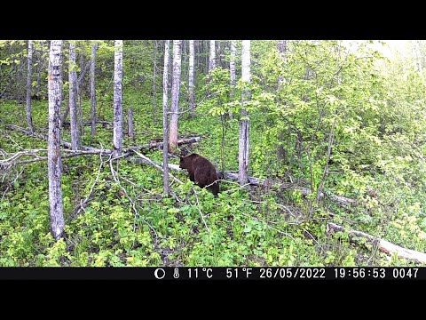 Видео: Весенний солонец, ходят все звери