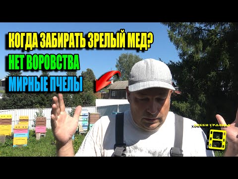 Видео: СЕКРЕТ ПЧЕЛОВОДСТВА - КОГДА ОТКАЧИВАТЬ МЕД, БЕЗ ВОРОВСТВА И ЗЛОБНЫХ ПЧЕЛ? ПЧЕЛОВОДСТВО 25-28