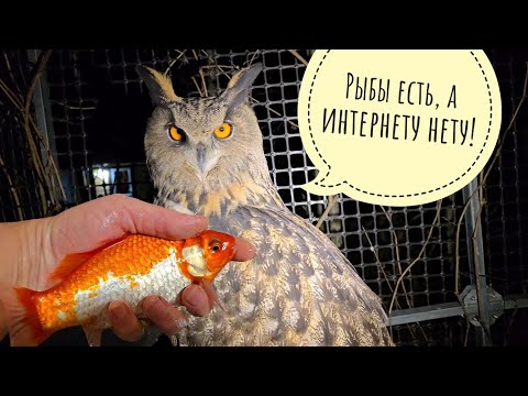 Видео: Сова Ёль слушает про интернет, Пёс Кубик шлёт приветы из Москвы. По осени считаем рыбов 