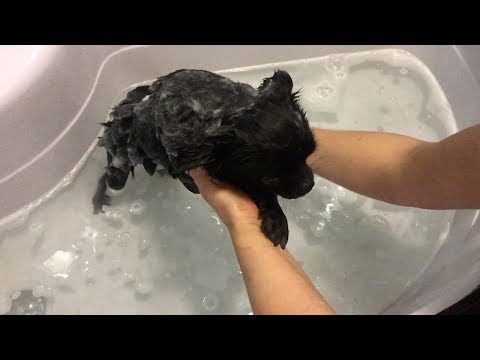 Видео: 🌀 ДЛЯ СОБАК | ЧИХУАХУА | КАК И ЧЕМ МЫТЬ СОБАКУ | ЩЁТКА ДЛЯ ШЕРСТИ