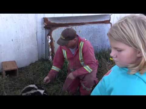 Видео: Trapping Inc. Эпизод 1 2017 SK Skunks