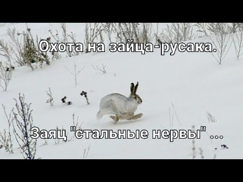 Видео: #Охота на зайца-русака. Заяц "стальные нервы"...