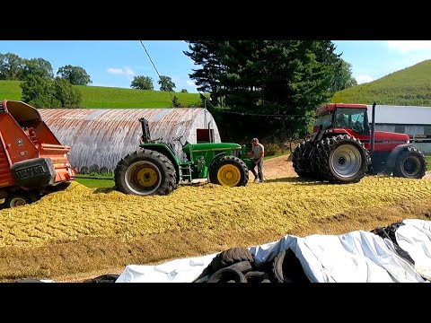 Видео: Заготавливаю кукурузный силос и застреваю! Сезон сбора урожая 2025! День открытия осеннего сбора ...