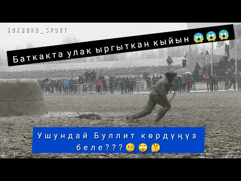 Видео: Мындай Буллит көрдүңүз беле??? Чоң Кемин & Суусамыр.