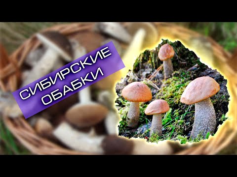 Видео: Сибирские обабки