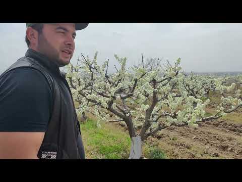 Видео: #фрукты Слива лето Блек сиплендир Блек деймонт интенсив бог нихол кучатлар мева боги