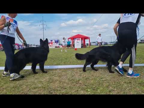 Видео: Главная выставка страны 13-14 августа 2022г. Молодые кобели длинношерстные