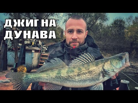 Видео: ЗАСТРАШЕН И РЯДЪК ВИД РИБА. ЕСЕНЕН РИБОЛОВ  НА СПИНИНГ ПО ДУНАВ.