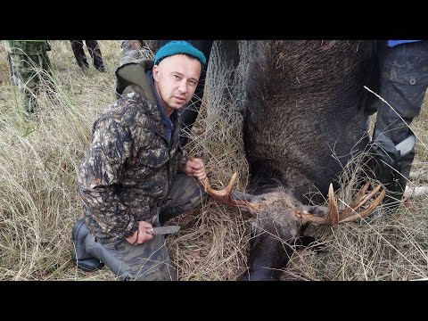 Видео: ООТА НА ЛОСЯ ЗАГОНОМ!!! БУЛГУР С ЛОСИНЫМИ РЕБРЫШКАМИ В ПЕЧИ!!!!