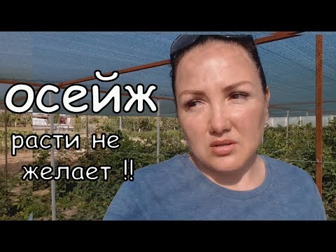 Видео: Ежевика ОСЕЙЖ -  сорт тугодум, задумчивый тормоз, я бы сказала