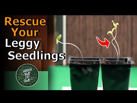Видео: ИСПРАВЬТЕ длинноногие саженцы с ПОЛНЫМ УСПЕХОМ! Не начинайте сначала и не пересаживайте... Просто...