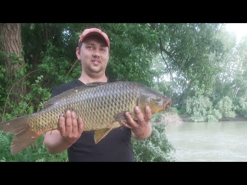 Видео: рыбалка на кубани 2022 сазан американский сом.сазан на реке кубань.сазан на кукурузу.