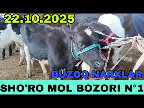 Видео: ШОРО МОЛ БОЗОРИ БУЗОК,ЛАР НАРХИ. 22-ОКТЙАБР 2025 ЙИЛ.