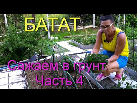 Видео: БАТАТ/КАК ВЫРАЩИВАТЬ БАТАТ ПРАВИЛЬНО. Часть 4 конец мая. Посадка рассады в грунт. SWEET POTATOE