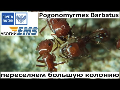 Видео: Pogonomyrmex Barbatus распаковка, переселение ручками ядовитых подруг. Убогий EMS Фиаско с формиком!
