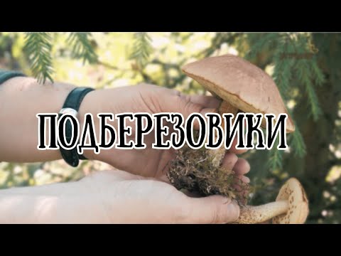 Видео: Подберезовики // По грибы