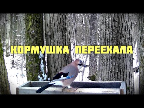Видео: Кормушка переехала