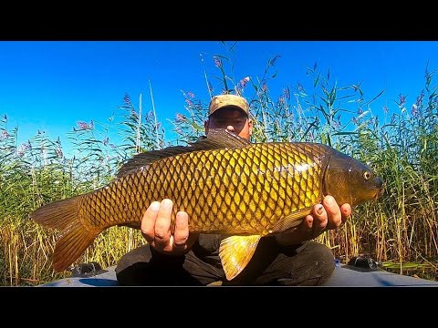 Видео: САЗАНЫ МАШИНЫ ЛОМАЮТ УДОЧКИ!!! Рыбалка на карпа Карп на боковой кивок