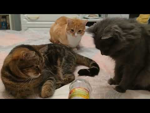 Видео: ДО МУРАШЕК! всё плохо, ПРОЩАЕМСЯ С...