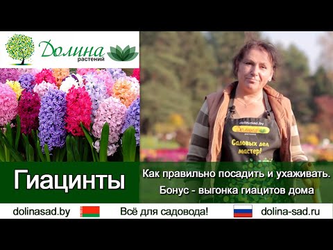 Видео: Все о ГИАЦИНТАХ: правильная посадка гиацинтов, уход и подкормка. Тонкости выгонки гиацинтов