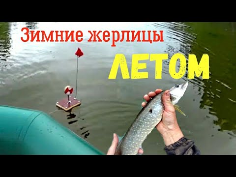 Видео: Зимние ЖЕРЛИЦЫ летом! Спиннинг