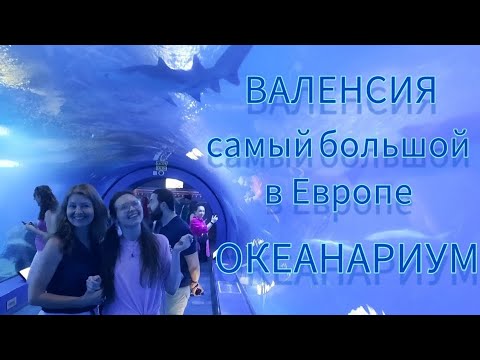 Видео: Океанариум в Валенсии 🐋🐬🦭🐠🦈 #испания #валенсия #океанариум