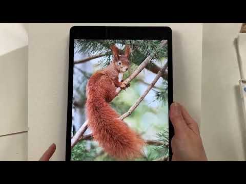 Видео: Как нарисовать БЕЛКУ акварелью по сырому. Мастер-класс Лилии Бето