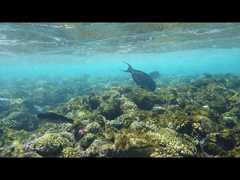 Видео: Египет 08.2020. Подводная съёмка! Как снимать под водой? Секрет№1. Этого не расскажут в ютуб!