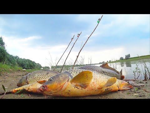 Видео: РЫБАЛКА НА ЗАКИДУШКИ. Сазан найден! Разведка одной ямы. Ловля сазана на макуху (жмых)