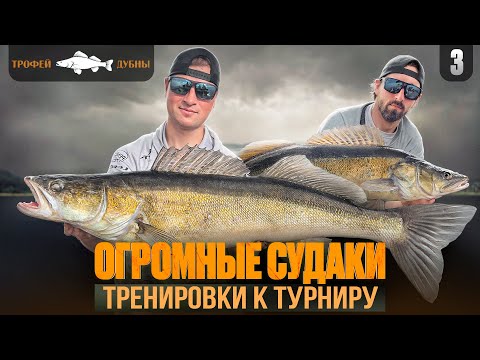 Видео: ЛОВЛЯ ТРОФЕЙНОГО СУДАКА! Как и на что ловить крупного судака! Подготовка к турниру "Трофей Дубны".