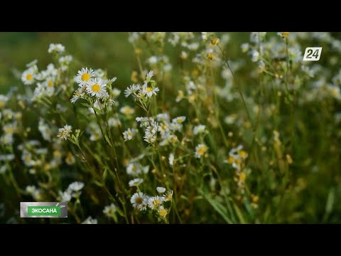 Видео: Қазақстанда жабайы өсімдіктің алты мыңнан астам түрі бар | Экосана