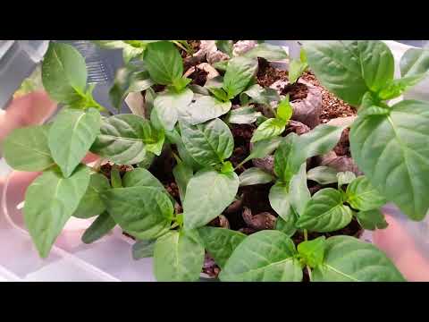 Видео: 08.03.22 Пересадка перцев из торфяных таблеток,часть 1