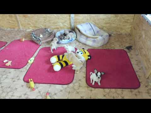 Видео: #ЧИХУА Я НЕ ПРОДАЮ В РАЗВЕДЕНИЕ ЩЕНКОВ МОЕГО ПИТОМНИКА РКФ " МАРИ МИСТИК " . ОТВЕТЫ НА ВОПРОСЫ