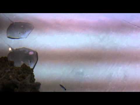 Видео: Аквариум