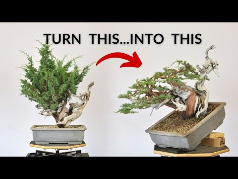 Видео: Превращаем куст в потрясающий бонсай | Bonsai-U