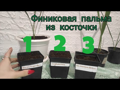 Видео: Финиковая пальма из косточки. Уход за финиковой пальмой в домашних условиях.  Неприхотливый сад