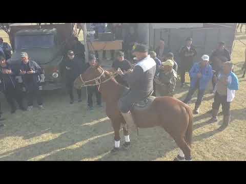 Видео: Тастөбе ауылы  Амантаев Самат Бақтиярұлы елден бата алу көкпары