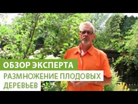 Видео: Размножение плодовых деревьев