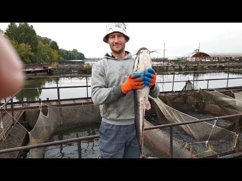 Видео: Африканский сом. Итоги выращивания в садках.