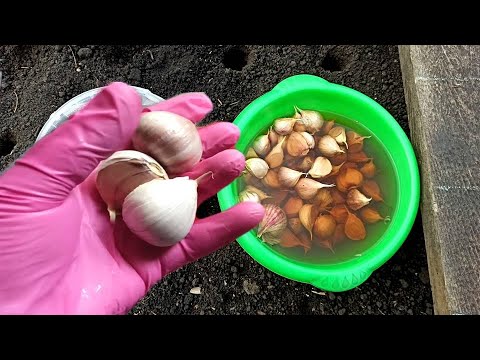 Видео: Тонкости посадки Чеснока Осенью. Как сажать Чеснок в зиму правильно для богатого урожая без болезней