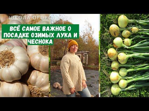Видео: ВСЕГДА будете с чесноком и луком! Сроки, подготовка грядки и посадочного, удобрения, способы посадки