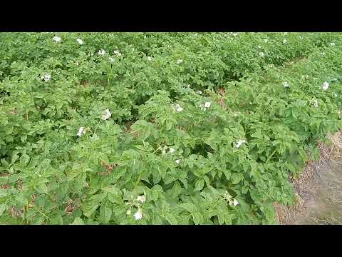 Видео: Как получить большой урожай картофеля. Посадка картофеля и уход.