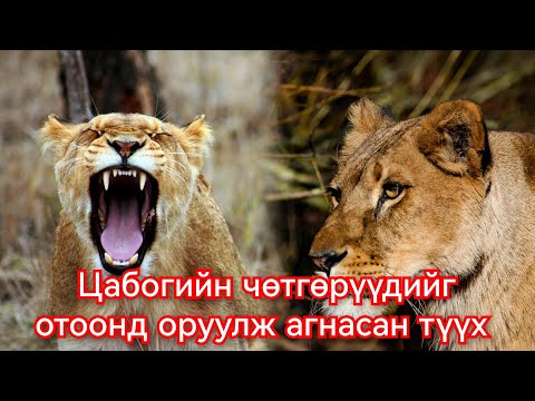 Видео: Хүн бариад сурчихсан хос арсланг агнасан түүх. Гоё Түүхүүд Goy tuuhuud mongol heleer kino duu