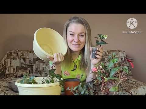 Видео: Купили бегонию у Ани? Смотрите как дальше сажать и ухаживать. Опыт и советы Ани