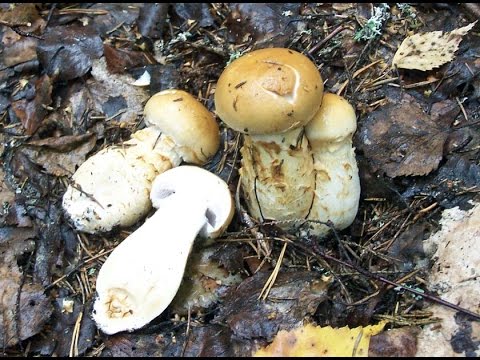 Видео: Лучший из паутинников. Паутинник триумфальный - Cortinarius triumphans
