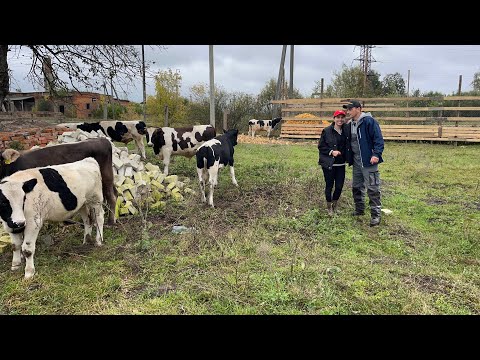 Видео: Бички під дощем! Важка оранка! Рівненщина 