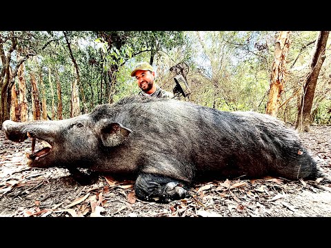 Видео: Охота с луком на гигантских кабанов